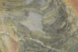 Polished Stromatolite From Russia - Million Years #180021-1
